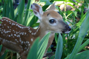 bambi